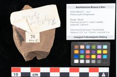 Foto (Objekt + Etikett) von Rhytisma pythii Ettingshausen (NHMW-GEO-2024-0188-0076)
